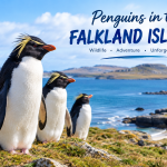 penguins in the Falkland Islands